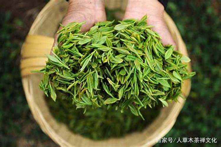 国家级优良品种龙井43