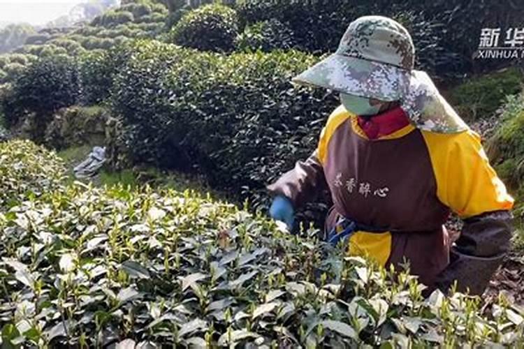 龙井43栽培技术