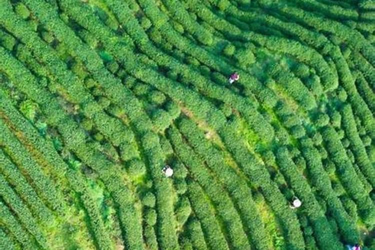 国家级优良品种龙井43