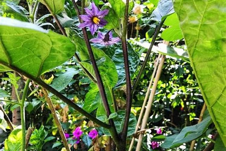 胡萝卜籽怎么吃