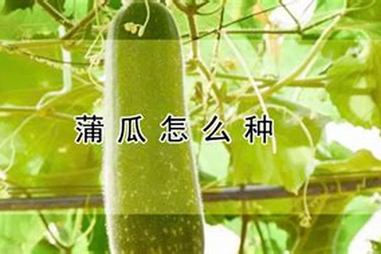 蒲瓜梨怎么施肥 蒲瓜梨的施肥方法