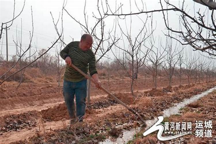 请问晚秋黄梨,怎么了？用什么方法短期见效快？