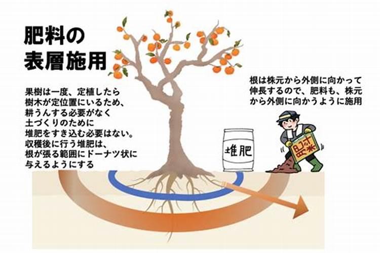 中国最好的果树叶面肥有哪些？