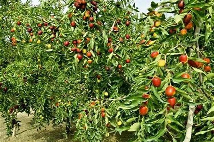 用施肥枪给早熟桃树施肥怎么操作？一般一棵大树用多少水肥？