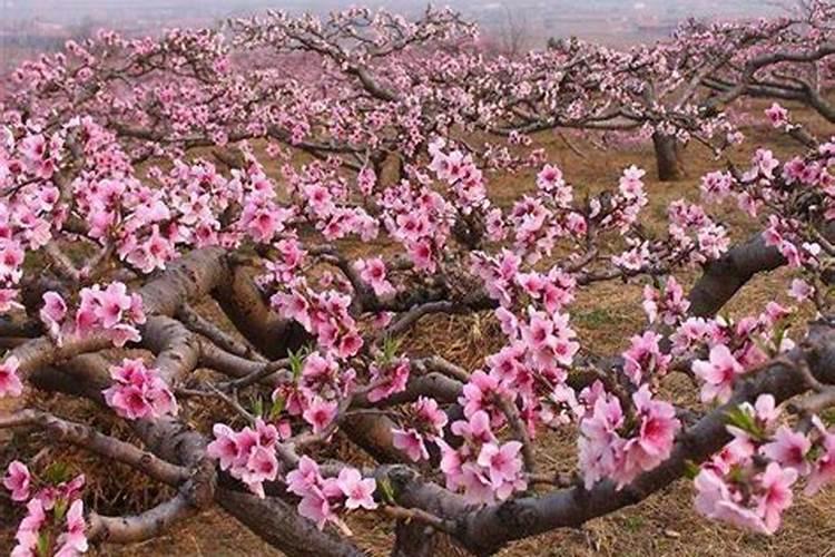 饼肥是氮肥还是钾肥