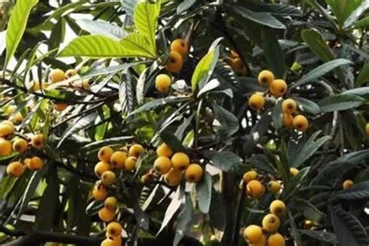 枇杷树施什么肥料最好