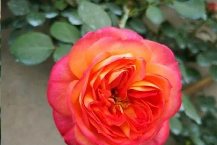 月季花可以用磷酸二氢钾肥吗(盆栽月季施什么肥最好)