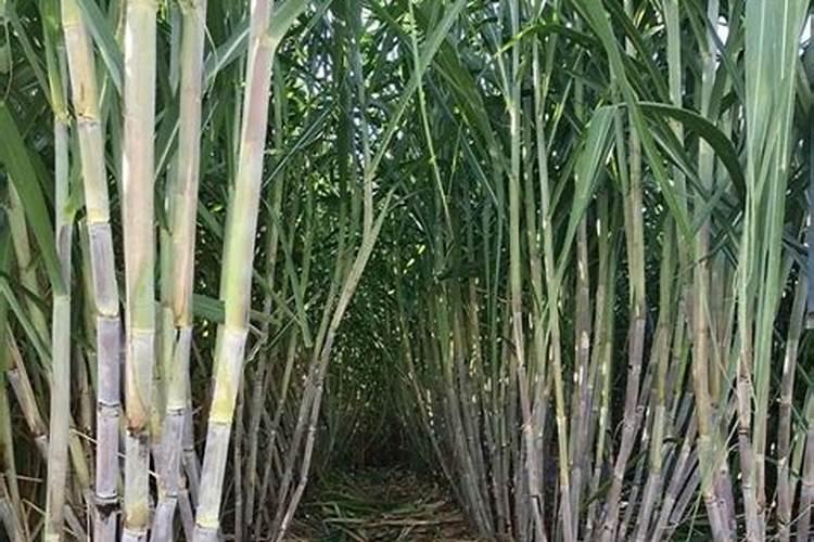 如何施用硼肥？