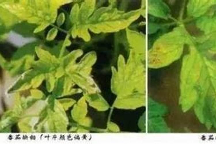 水溶性复合肥有哪些