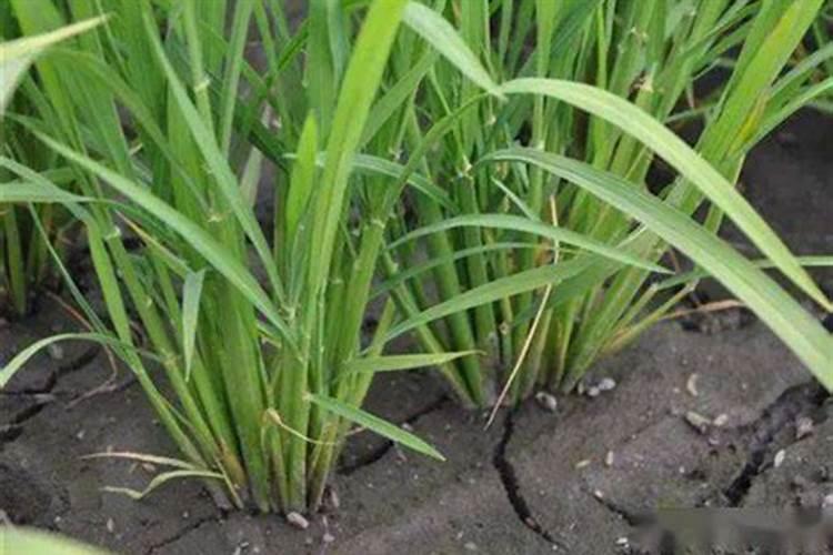 葡萄上色期施肥方法