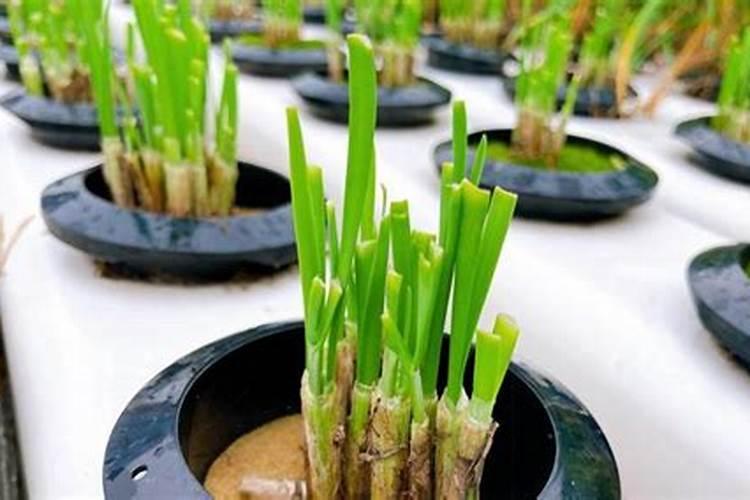 种韭菜能施复合肥吗