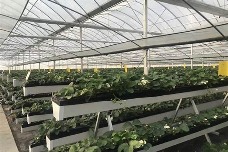 草莓栽培技术要点