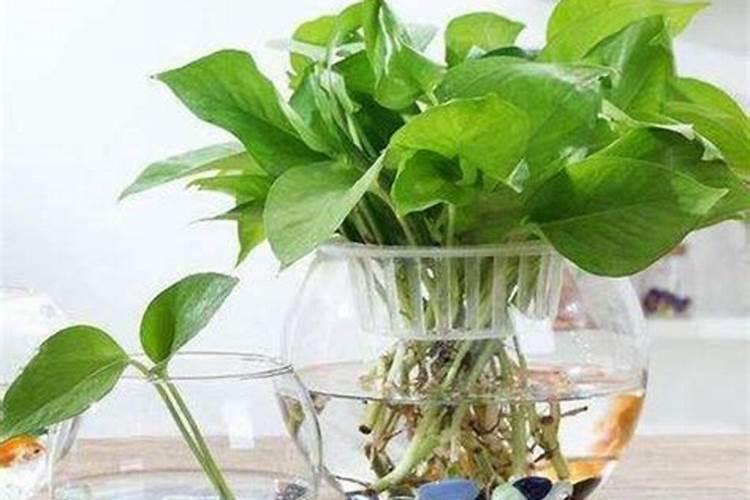 一株火龙果留多少个枝条好