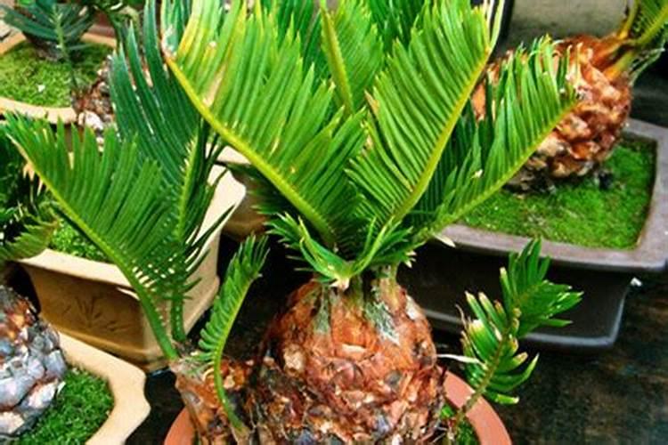 面粉里加蜂蜜可以发酵吗