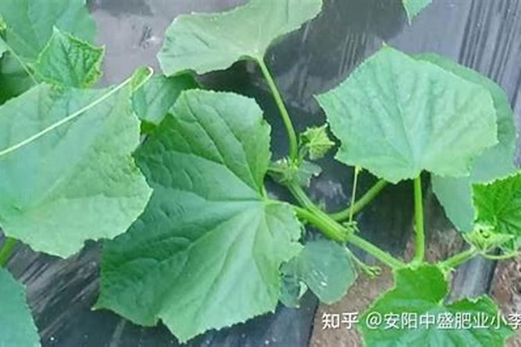 氮肥适合哪些蔬菜.