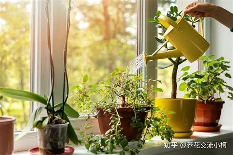 花冬天用施肥吗？什么时候给花施肥比较好