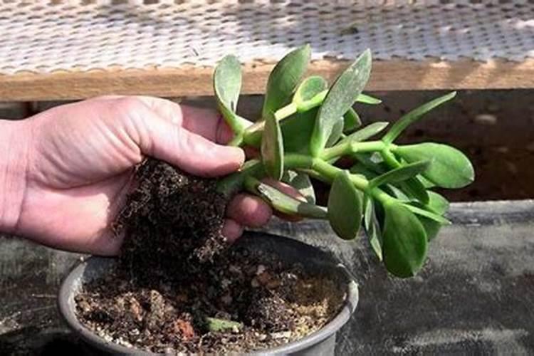 植物冬天可以施肥吗(绿萝、吊兰……5种常见花施肥方法)