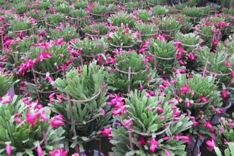 磷钾肥是磷酸二氢钾吗,它们有区别吗