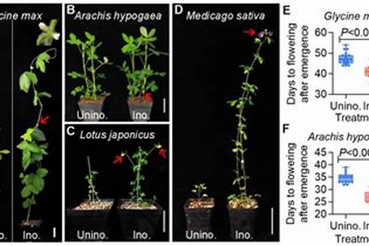 君子兰花需要上啥肥