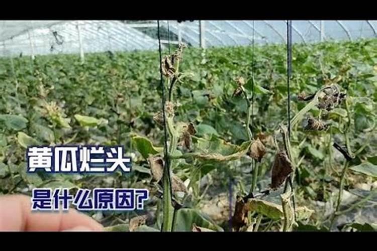 给花卉喷施叶面肥应该注意些什么