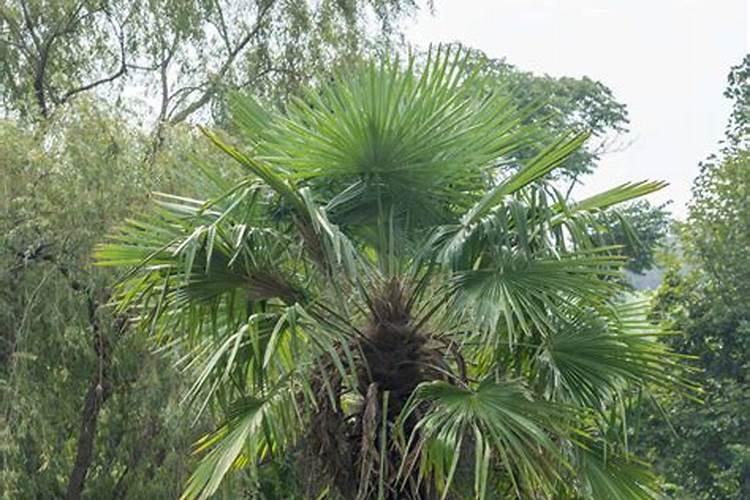 生石花怎么施肥