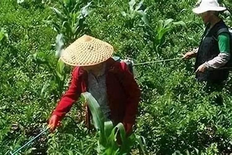 江西叶面肥木醋液