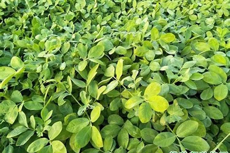 花生幼苗可以喷叶面肥吗 使用什么肥料好