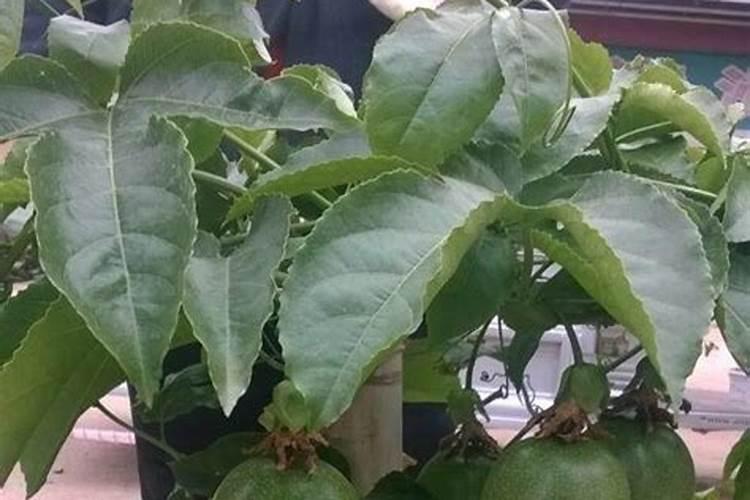 什么是水溶肥？