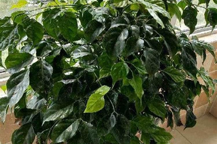 什么叫大量元素水溶肥料？