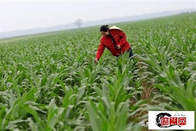 苋菜喜欢什么肥料