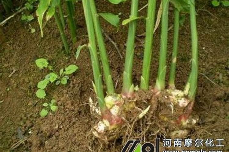 发财树施多少复合肥