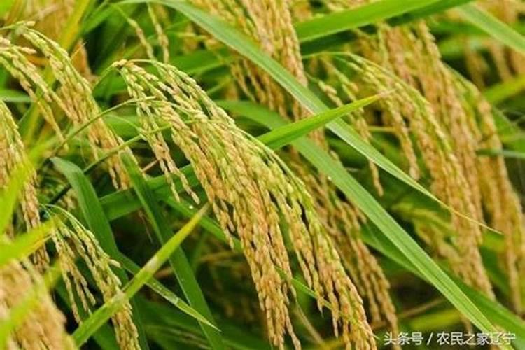 葱白中含有叶绿体吗,是不是只有叶绿体没有叶绿素？