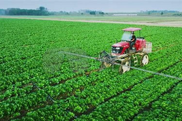 菜苗出土后应该施什么肥