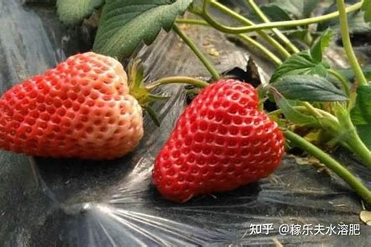 最方便的磷钾肥制作方法