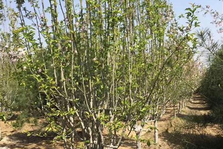 仙客来浇什么水好