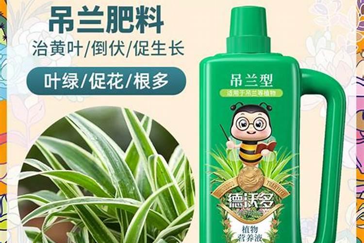 水培吊兰要不要施肥