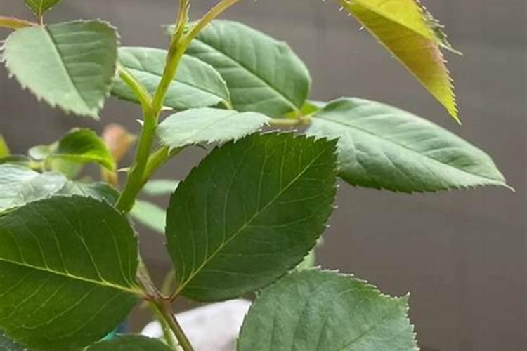 黄豆秸秆和玉米秸秆那个容易发生自燃现象