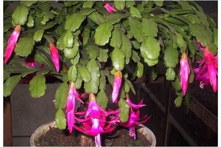 养花土壤调酸最好方法  腐植酸能调偏酸土壤吗