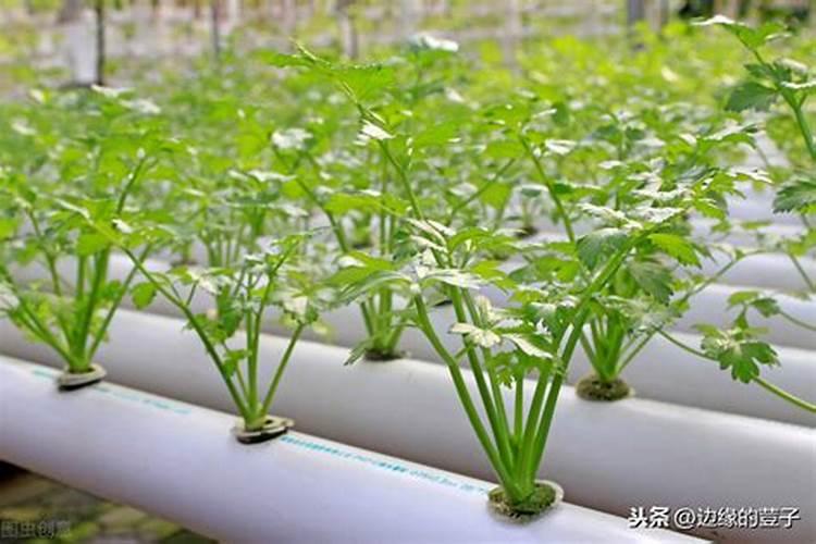 西瓜苗要长到多大才可以移栽