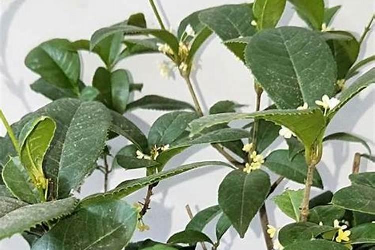 今伞刚种的桂花树到开花季需要施肥吗？