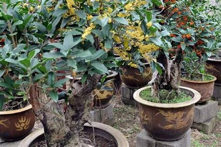 如何给桂花树施肥