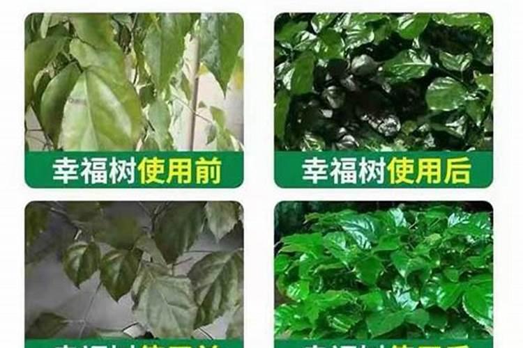 兰花的磷酸二氢钾使用方法
