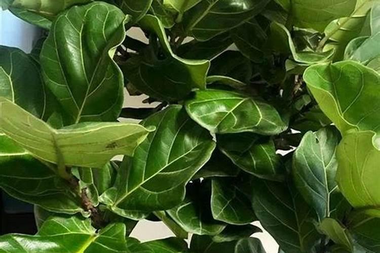 蟹爪兰怎么让叶片油绿？日常该如何养护？