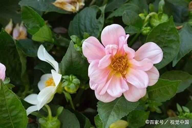 海棠花可以喷磷酸二氢钾叶面肥吗