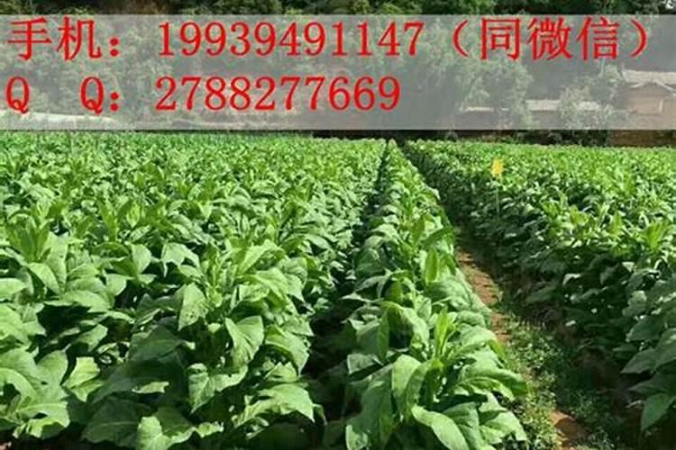 袖珍椰子与富贵椰子的区别