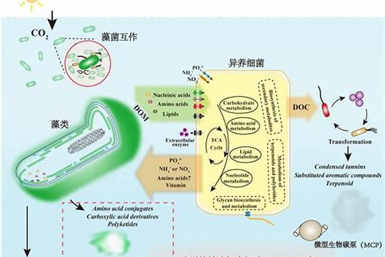 海藻鱼蛋白水溶肥料作用