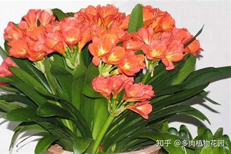 君子兰多久施肥一次