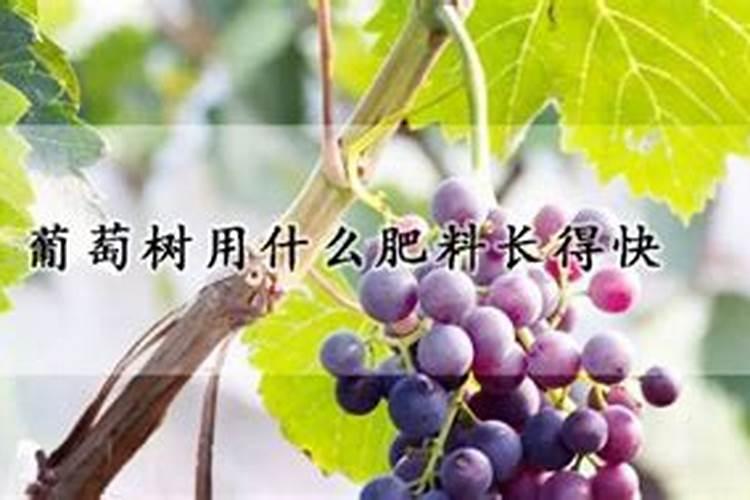 葡萄施什么肥？怎么施？