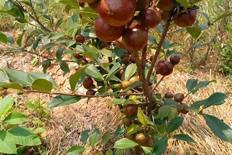 茶树被霜冻怎么办