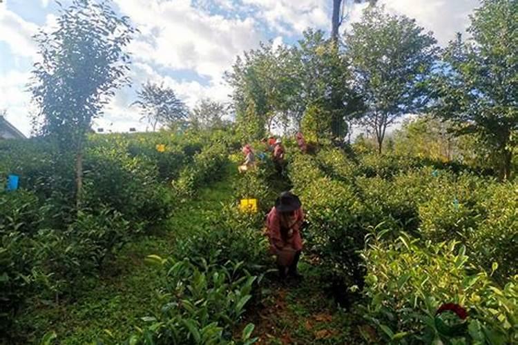 什么肥能促进茶叶树生长